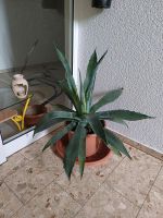 Agave groß Sachsen - Plauen Vorschau