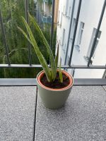 Aloe Vera Pflanze Ableger Leipzig - Sellerhausen-Stünz Vorschau