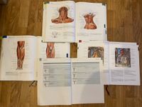 Sobotta Atlas der Anatomie, 3 Bände inkl.Muskeltab Bayern - Stockdorf Vorschau