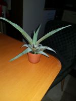 Aloe Vera Pflanze Heilpflanze Hessen - Künzell Vorschau
