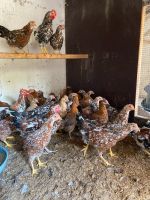 Schwedische Blumenhühner, Hennen hühner reinrassige Tiere Rheinland-Pfalz - Mörschied Vorschau