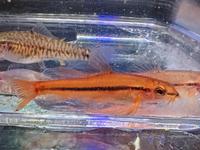 ⭐ Rosy Zwergschmerle Planarienfresser Fisch Aquarium 4€*⭐ Rheinland-Pfalz - Minfeld Vorschau