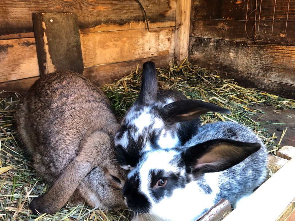 Kaninchen Hasen  Widder Mix in Schwaan