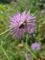 Flockenblume, pink, Samen Schwentinental - Klausdorf Vorschau