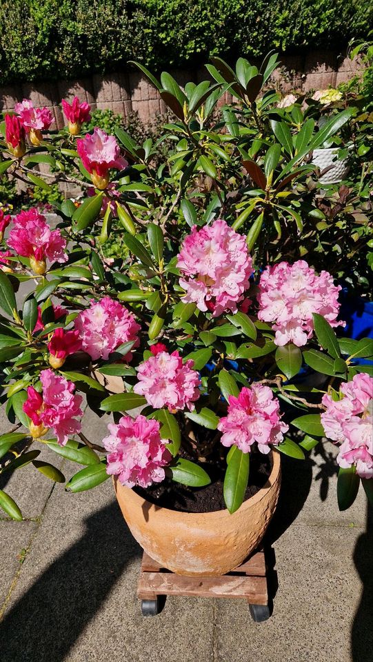 Rhododendron im Topf in Kiel