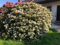 Rhododendron zum selbst ausgraben Hessen - Kassel Vorschau