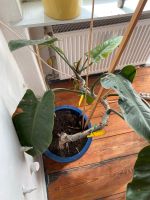 Philodendron erubescens mit blauem Topf  Zimmerpflanze Höhe 95cm Friedrichshain-Kreuzberg - Kreuzberg Vorschau