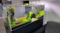 Pflanzen Lampe Aquarium Baden-Württemberg - Bad Friedrichshall Vorschau