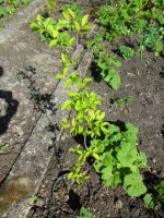 Zwetschgenbaum im Freiland gezogen, getopft, zur Abholung Bayern - Coburg Vorschau