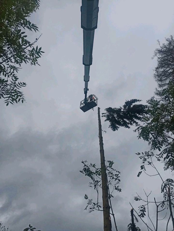 BaumFloh - Baumpflege und Baumfällungen # Baum Fällen & Schneiden in Lenzkirch