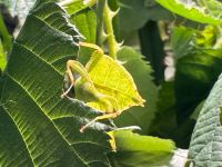 Wandelndes Blatt (Phyllium philippinicum) Größe L1 bis L3 Leipzig - Connewitz Vorschau