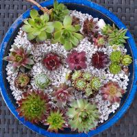 Sempervivum, Hauswurz, 15 Sorten + Mittagsblume, Kindel/Ableger Bayern - Bernhardswald Vorschau