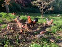 BE Bruteier Isländisches Landnahmehuhn, Icelandic Chicken Baden-Württemberg - Bad Rappenau Vorschau