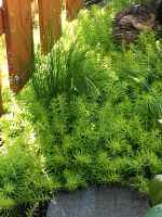 Sedum Lineare - Bodendecker - blüht im Sommer gelbe Sternchen Nordrhein-Westfalen - Wetter (Ruhr) Vorschau