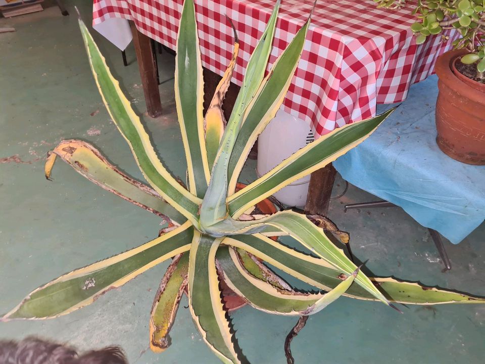 Große Agave in Schönberg (Mecklenburg)