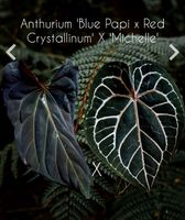 Anthurium Blue PapillilaminumxRed Crystallinum  X Michelle Schleswig-Holstein - Lübeck Vorschau