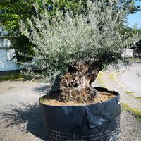 Olivenbaum Hojiblanca Nr. 3 "Olea Europaea" 160cm Stammumfang Nordrhein-Westfalen - Oberhausen Vorschau