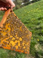 Bienenvölker | Bienen | Carnica | DNM Rheinland-Pfalz - Weyerbusch Vorschau