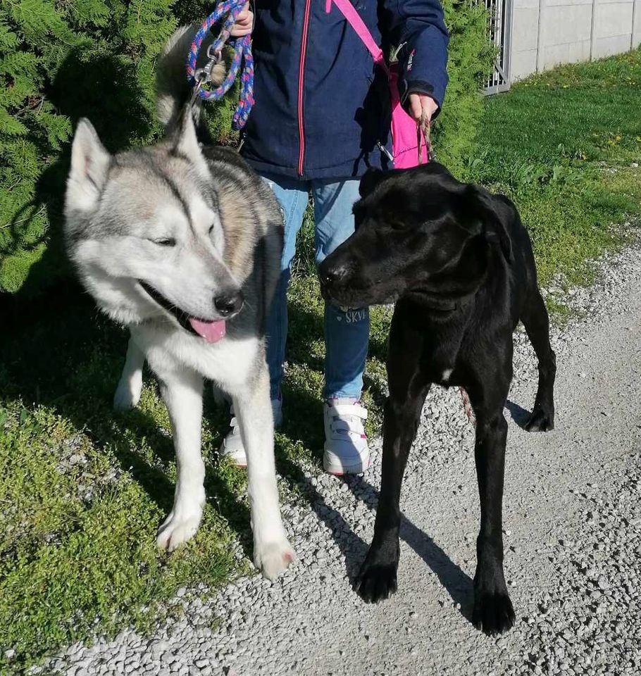 LOKI ca. 3-4 J. stattlicher, aktiver Husky-Rüde in Gelnhausen