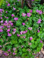 Geranium macrorrhizum – Balkan-Storchschnabel Hessen - Groß-Umstadt Vorschau