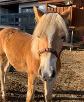 Biothane kappzaum pony Kr. Altötting - Reischach Vorschau