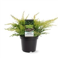 Pfitzer-Wacholder Juniperus pfitzeriana 'Gold Star' 25-40cm Nordrhein-Westfalen - Nordkirchen Vorschau