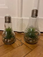 Deko Glühbirnen Pflanzen Hänger - Airplants Berlin - Lichtenberg Vorschau