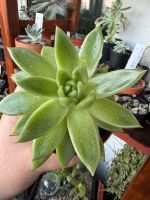 Echeveria Agavoides Sukkulente Berlin - Lichtenberg Vorschau