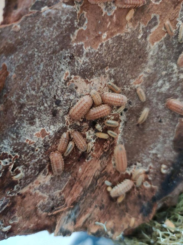 Zierassel  Armadillidium nasatum “Peach in Dresden