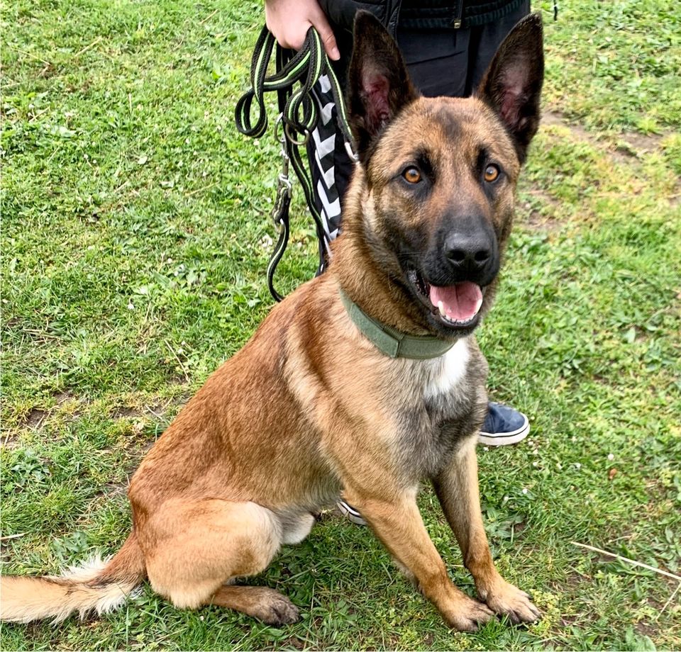 Malinois Aslan- Antrainiert und nun? in Landesbergen