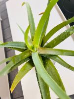 Kräftige Aloe Vera Pflanze Bayern - Weiden (Oberpfalz) Vorschau