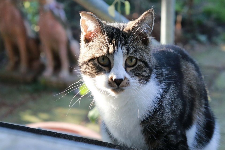 Kater Katze UNO wird seit Juli 2021 vermisst! in Hiltrup