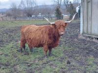 Highland cattle Kuh Sachsen-Anhalt - Veckenstedt Vorschau