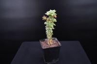 Euphorbia enopla monstruosa Hessen - Bruchköbel Vorschau