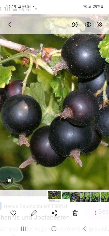 Schwarzejohannisbeeren Pflanze in Willebadessen