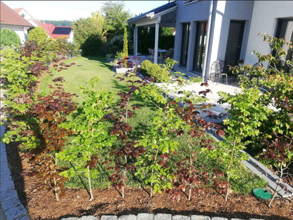 Rotbuche / Blutbuche - vermischt als Hecke' in Wasserburg am Inn