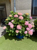 Hortensie Endless Summer® 'The Original' Rosa Niedersachsen - Lastrup Vorschau