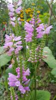 Gelenkblume winterharte Staude rosa Beetpflanze Lippenblütler Niedersachsen - Uelzen Vorschau