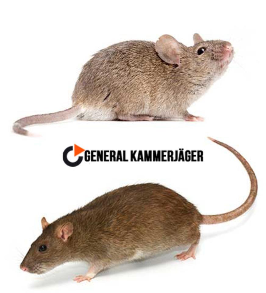 Kammerjäger in Berlin -Ratten, Mäuse, Bettwanzen, Wespen, Schaben in Berlin