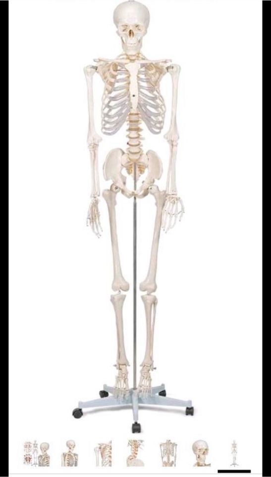 Anatomie Skelett wie neul ebensgroß in Rhede