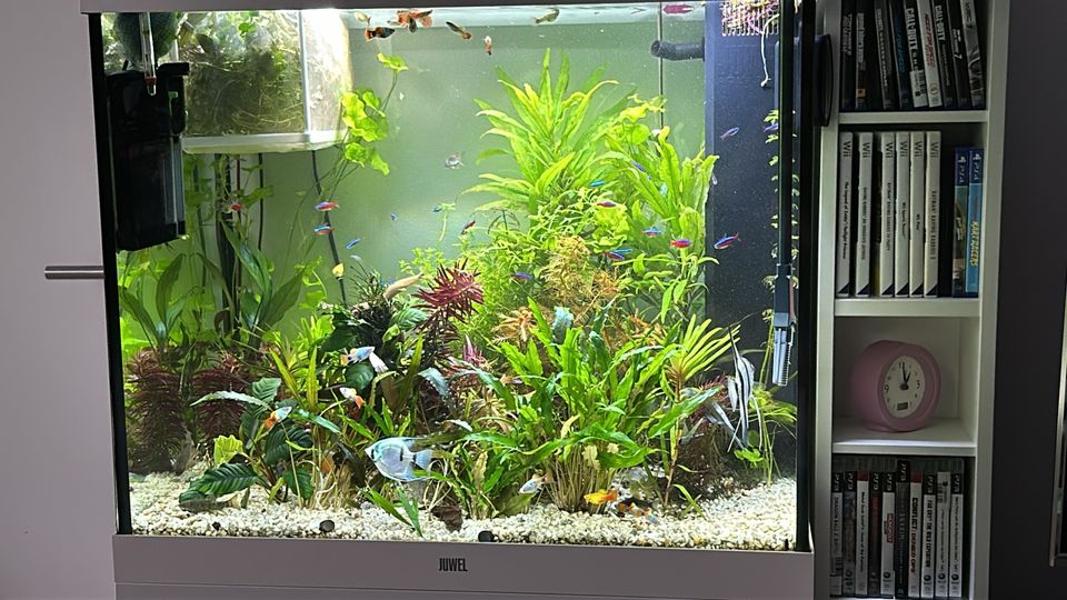 Ich verkaufe mein Juwel Lido 200 Aquarium mit Co2 Anlage in Sehnde