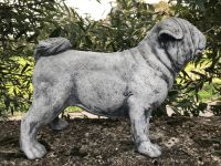 Mops Möpse 20kg 45cm Kaiserhund Pug Carlin Carlino Hund Doguillo Baden-Württemberg - Karlsruhe Vorschau