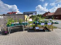 Bio Gemüsepflanzen zu verkaufen, große Sortenauswahl Niedersachsen - Bückeburg Vorschau