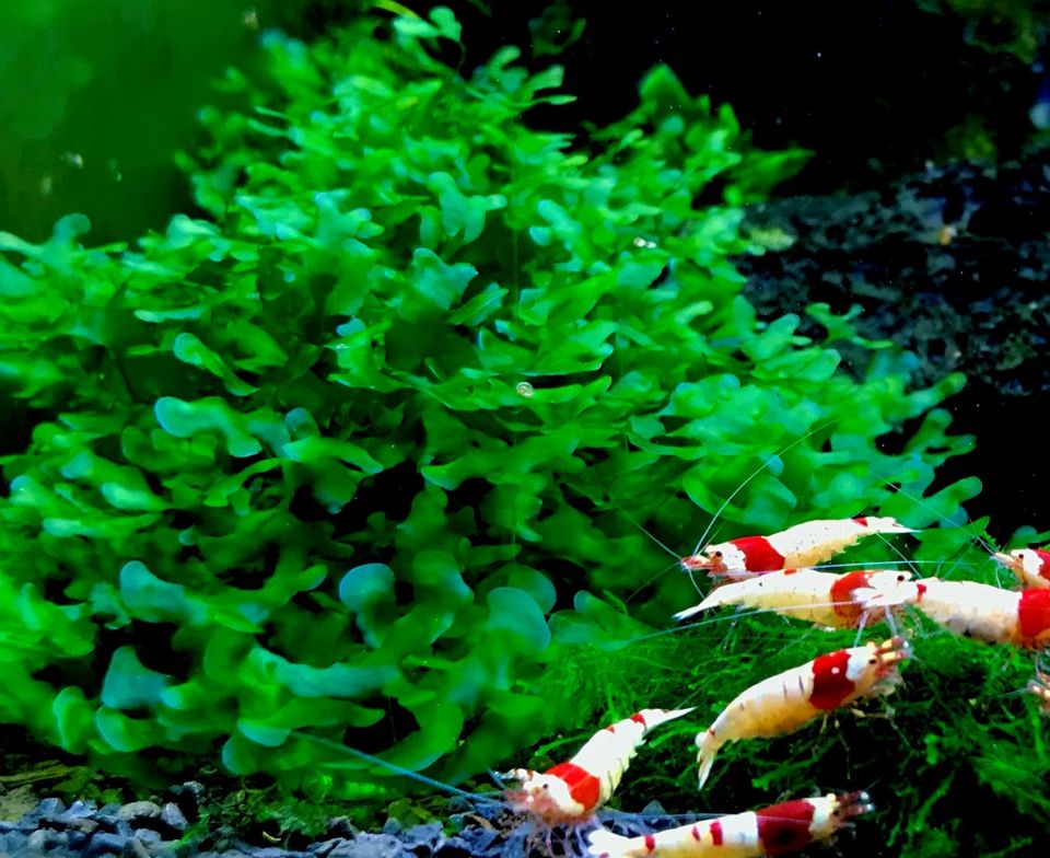 Lomariopsis lineata Süßwassertang Aquarium Moos Pflanzen in Dortmund