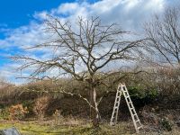 Obstbaumschnitt, Obstbäume schneiden, pflegen, Baumpflege Bayern - Fraunberg Vorschau