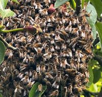 Bienenschwarm, Schwarmfang Honigbienen Saarland - Tholey Vorschau