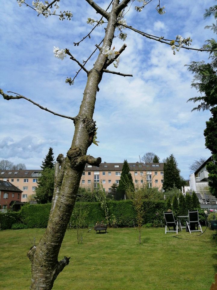 4m großer Kirschbaum in Mettmann