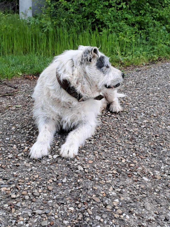 Brutus Mischling Rüde in Burgsinn