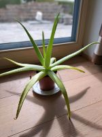 Pflanze Aloe Vera Bayern - Heimertingen Vorschau