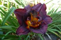 Stauden Pflanzen Taglilie Iris Hosta Eupatorium - endet 21. Mai Sachsen - Regis-Breitingen Vorschau